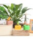 Hộp tăm thông minh hình chim gõ kiến lấy tăm tự động